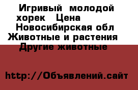 Игривый, молодой хорек › Цена ­ 1 500 - Новосибирская обл. Животные и растения » Другие животные   